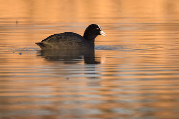 Eurasian coot swimming on a lake in the morning sun