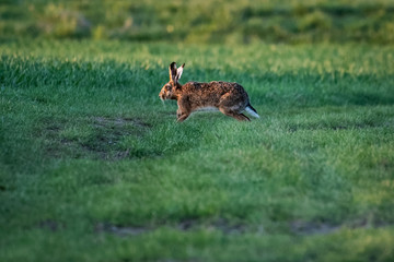 Obraz na płótnie Canvas European hare running in a field in the morning sun