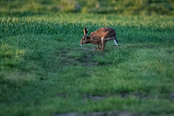 European hare running in a field in the morning sun