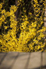 Żółty kwiat 