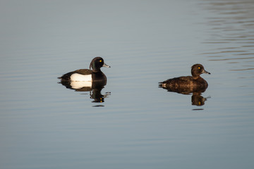 A pair of tufted ducks on a lake