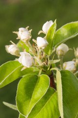 Naklejka na ściany i meble Springtime in orchard - blooming pear tree