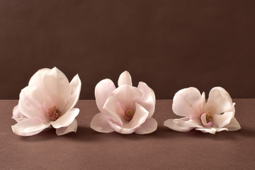 Magnolie, rośliny, kwiaty, świeże magnolie, kwiat, kompozycja, charakter, jary, zdrowa, dar,...