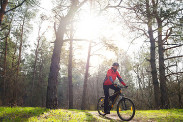 Cyclist Riding Mountain Bike on the Trail in the Beautiful Pine Forest under the Sun. Adventure and Travel Concept.