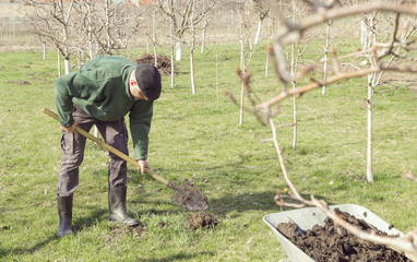 Man in orchard - fruit seedling