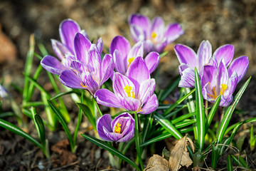 Beautiful crocus flowers during spring