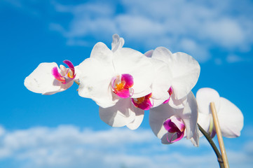 Flower with fresh blossom on blue sky. Blossoming orchid with white petals on sunny day. Beauty of nature. Summer or spring season. Fragrance and freshness concept