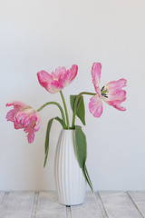 Rosa Tulpen (Stillleben)