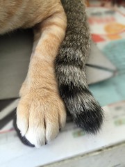 Obraz premium Orange tabby cat 's hand and grey tabby cat 's tail, their hair like fur texture
