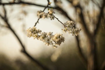 Kwiatostan  © Rafal Kucharek
