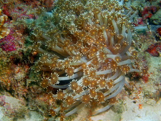 Soft coral