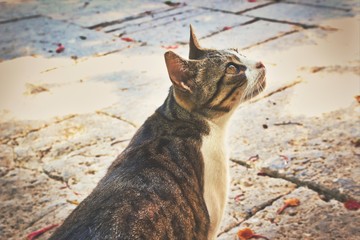 Cute kitty tabby cat enjoying the sun and hunting in a park outdoors in the summer