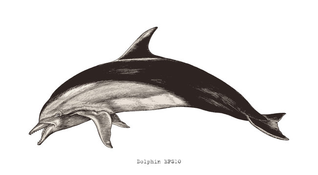 Dolphin hand drawing vintage engraving illustration clipart