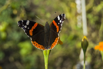 Red admiral butterfly - closeup