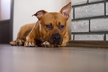 American staffordshire terier