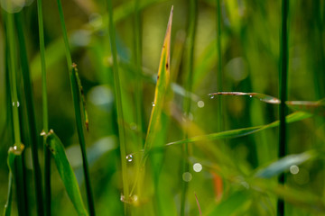 Grass with the dew and snails