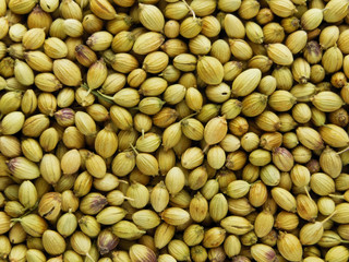 close up macro of Dried coriander fruits herb spice held in rectangular shape