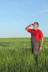 Farmer or agronomist inspecting quality of wheat in spring, looking far away