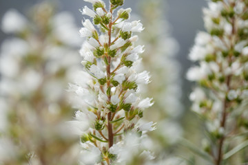Flora of Gran Canaria - Echium onosmifolium,