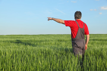 Farmer or agronomist inspecting quality of wheat in spring and gesturing, pointing