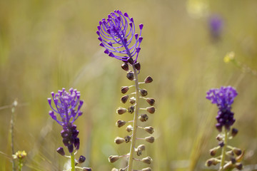 Flora of Gran Canaria - tassel hyacinth