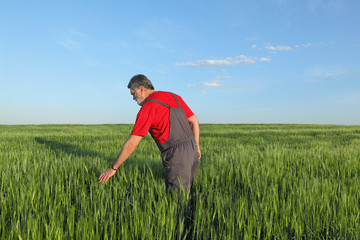 Naklejka na ściany i meble Farmer or agronomist inspecting quality of wheat in field, spring time