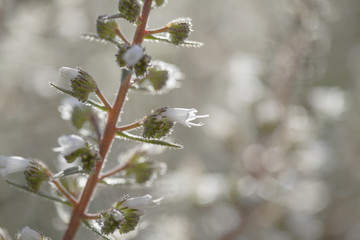 Flora of Gran Canaria - Echium onosmifolium,