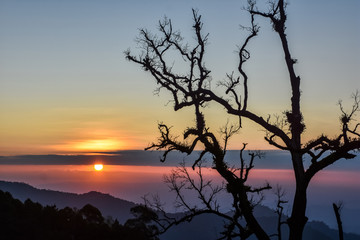Fototapeta na wymiar silhouette tree and sunrise