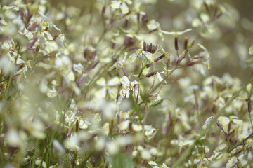 Flora of Gran Canaria - wild raddish