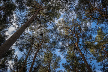 Obraz premium Looking up at tree tops in a forest