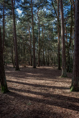 Obraz premium Sunlight through trees in a forest