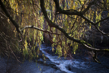 tree over river