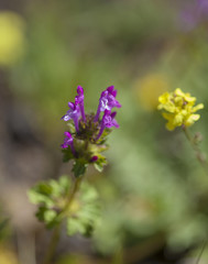 Obraz premium Flora of Gran Canaria - Lamium amplexicaule