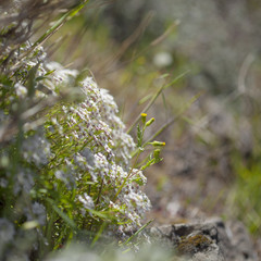 Flora of Gran Canaria - Lobularia canariensis