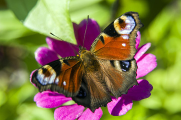 Large peacock butterfly