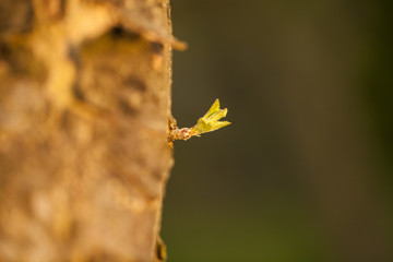 Młode pędy  © Rafal Kucharek