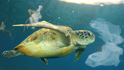 Plastic pollution in ocean environmental problem. Sea Turtle swims through discarded plastic...