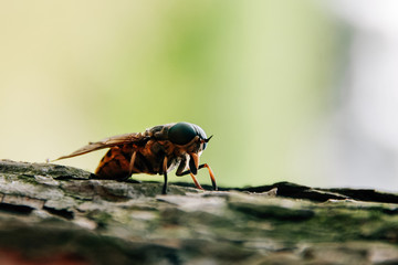 Gadfly on tree bark
