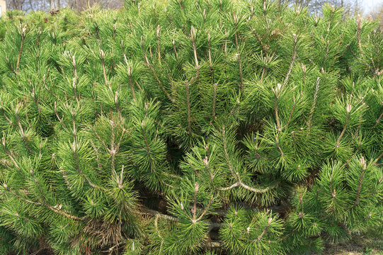 Fototapeta Fragments of pine and spruce photographed on a Sunny day