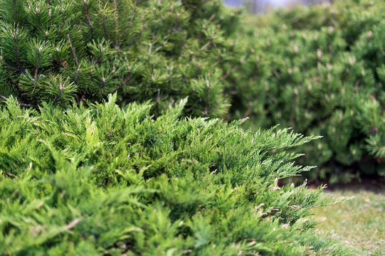 Fototapeta Fragments of pine and spruce photographed on a Sunny day