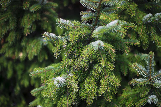 Fototapeta Fragments of pine and spruce photographed on a Sunny day