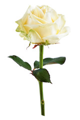 Obraz premium White rose on white.