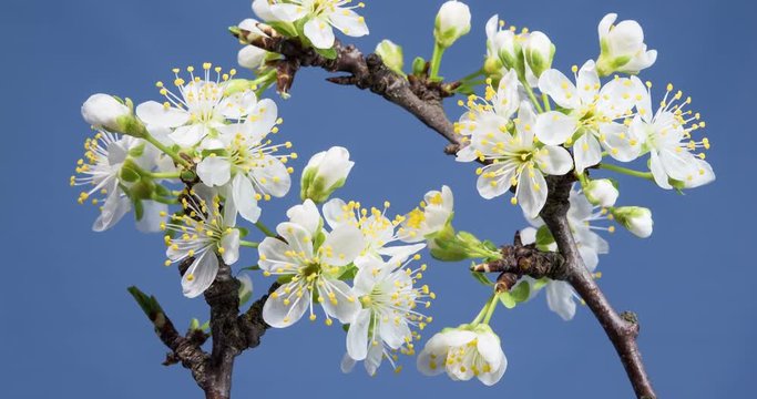 Wonderful plum flowers growing and opening on a blue background