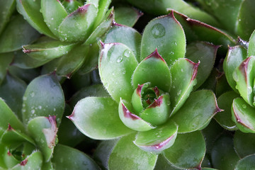 Common houseleek (Sempervivum tectorum) foliage background. Selective focus