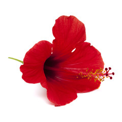 red hibiscus flower isolated