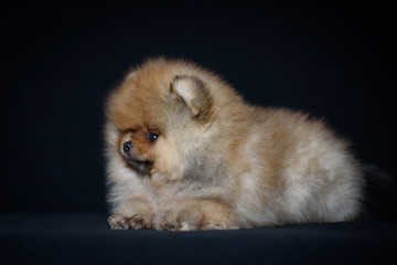 puppy of breed a Pomeranian