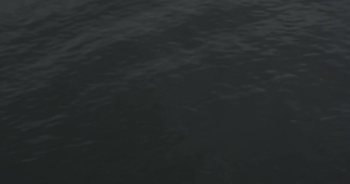 Flying Seagull 4K Baltic Sea