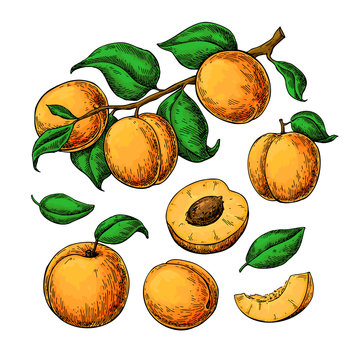 Apricot Vector Drawing Set. Hand Drawn Fruit, Branch And Sliced Pieces