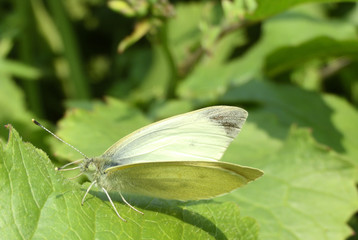 モンシロチョウ
