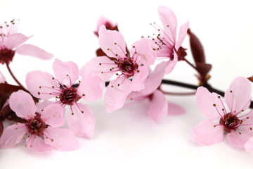Detailaufnahme einer Blütenkirsche in den sanften Farben des Frühlings